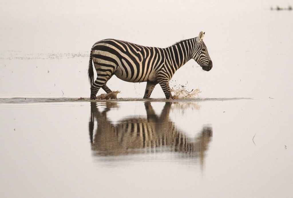 Zebra Amboseli
