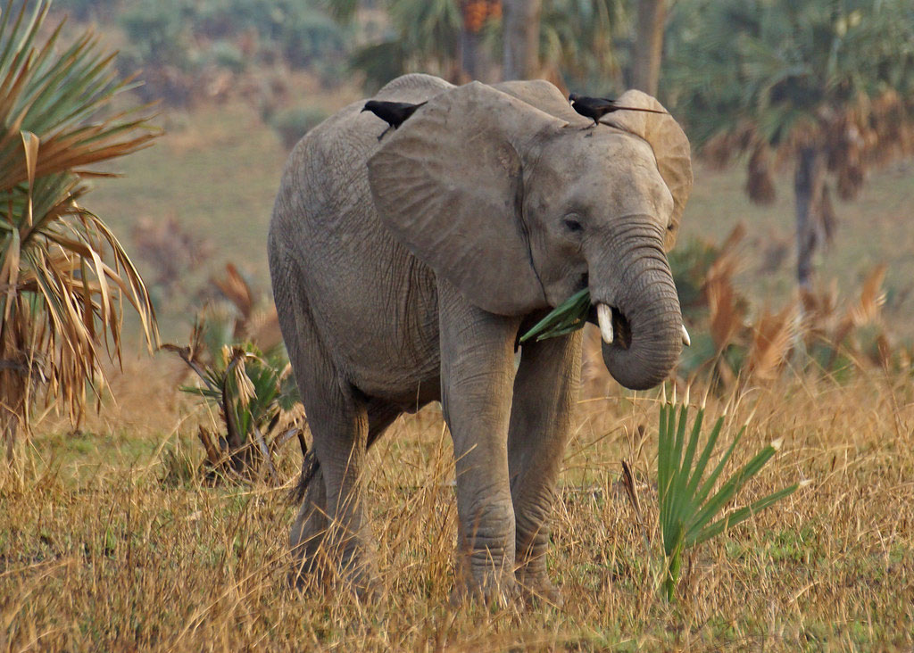 8 Days Gorilla and Big Game Safari