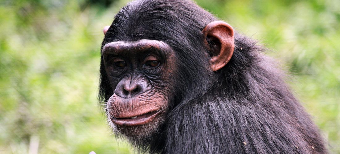 4 Days Chimps and Gorilla Tour – Ngamba Sanctuary, Bwindi