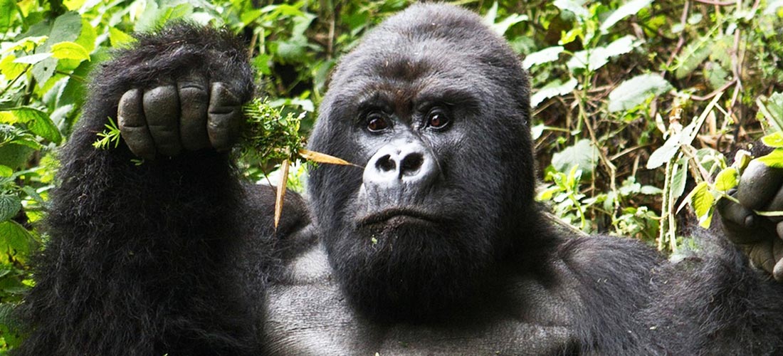 3 Days Uganda Gorilla Tracking Experience