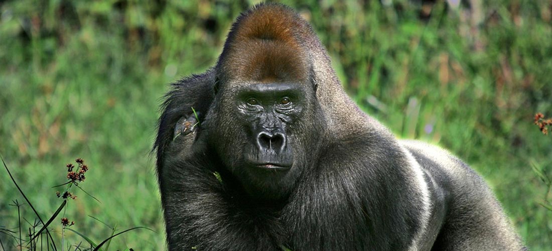 Bwindi Gorilla Safari 3 Days