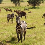 wildlife in Kidepo park Uganda
