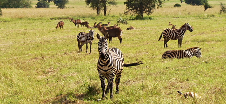 Wildlife Safaris in Uganda & Rwanda