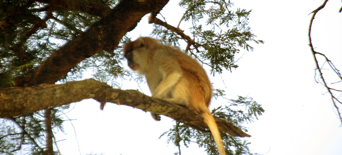 8 Days Uganda Primates Watch Safari