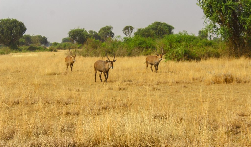 Uganda Wildlife Authorities Penalties in parks