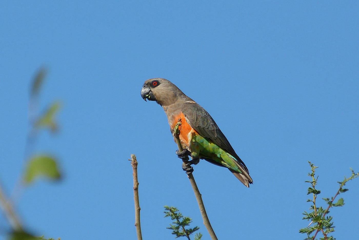 Meru National Park Adventure