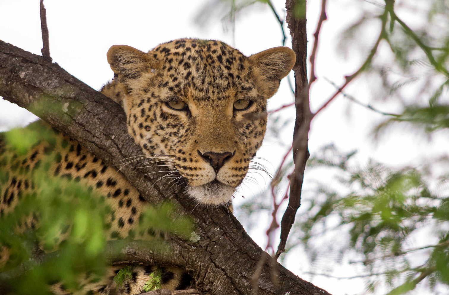 10 Days Grand Safari in Tanzania