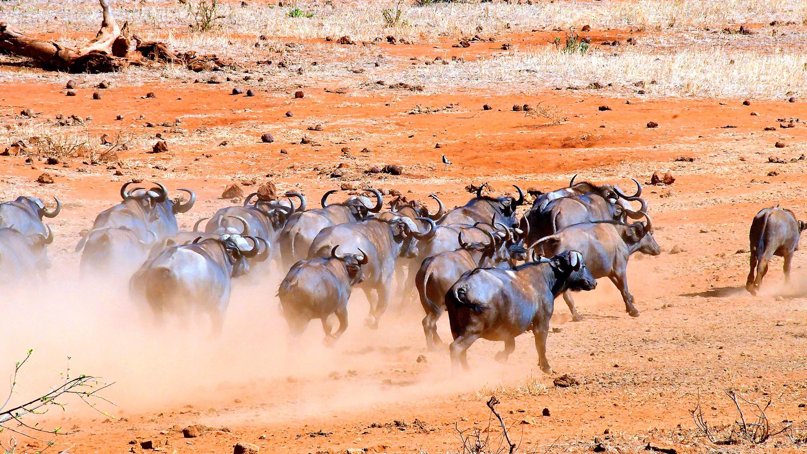 4 Days Tsavo East and Tsavo West, Kenya