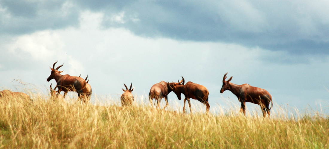 Wildlife in Akagera National Park Rwanda