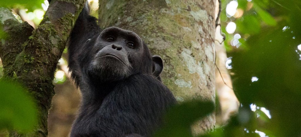 Chimpanzees at Kibale