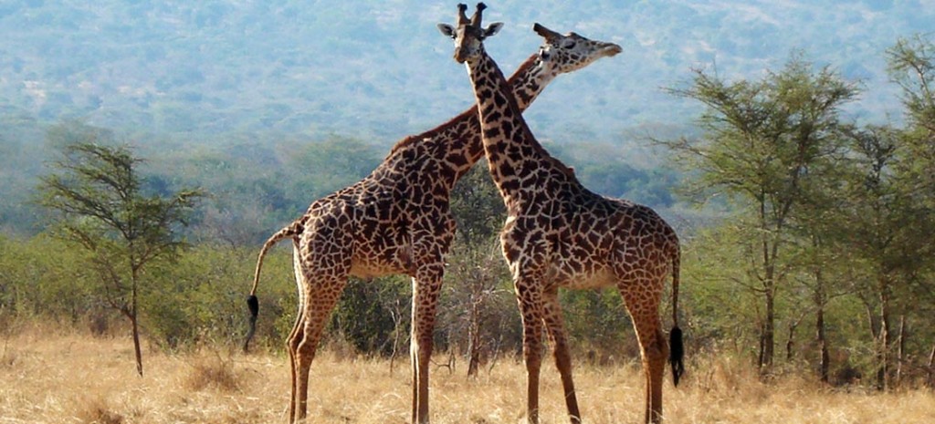 Giraffe at Akagera National Park in Rwanda.
