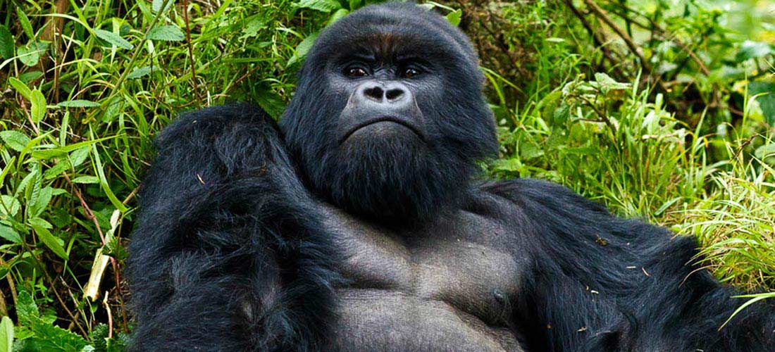 3 Days Rwanda Gorilla Tracking Safari