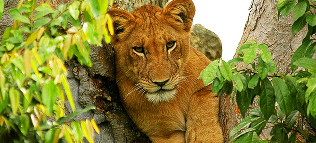 3 Days Queen Elizabeth Wildlife Safari