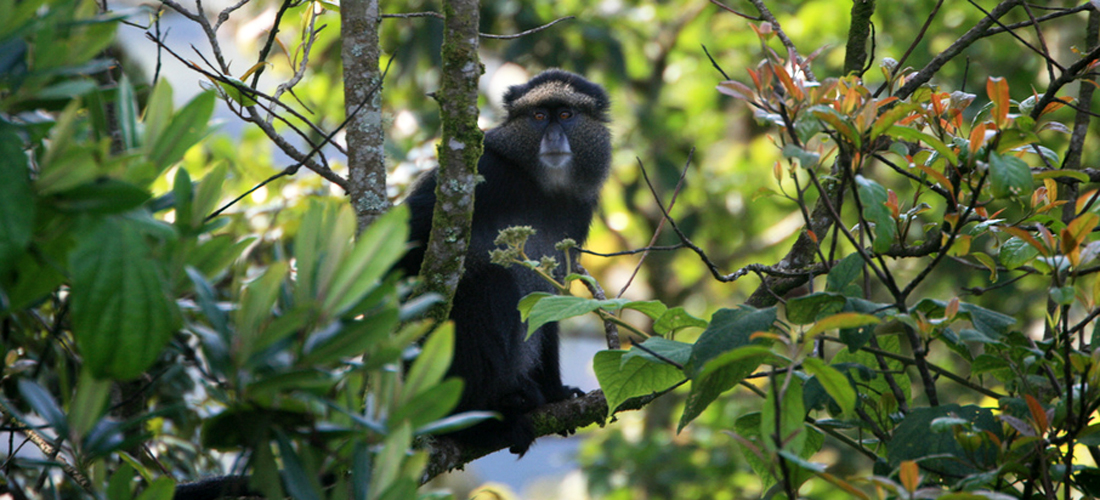 5 Days Rwanda Wildlife and Chimps Tour