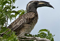 Bird in Lake Mburo