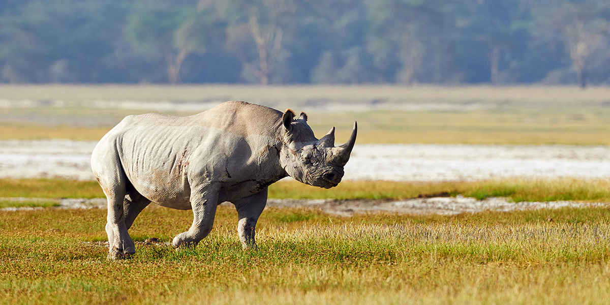 Malawi welcomed Black rhinos from South Africa.