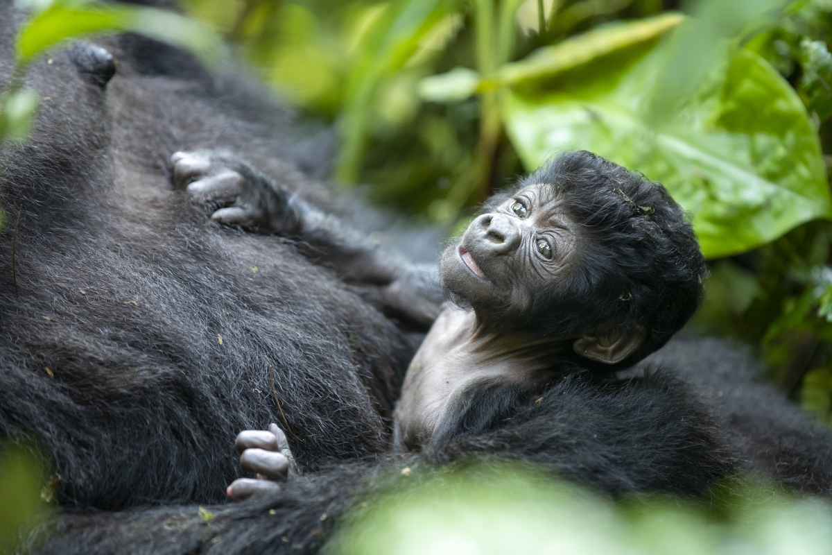 Uganda’s wild is increasing in number- two gorillas were born within 1 month