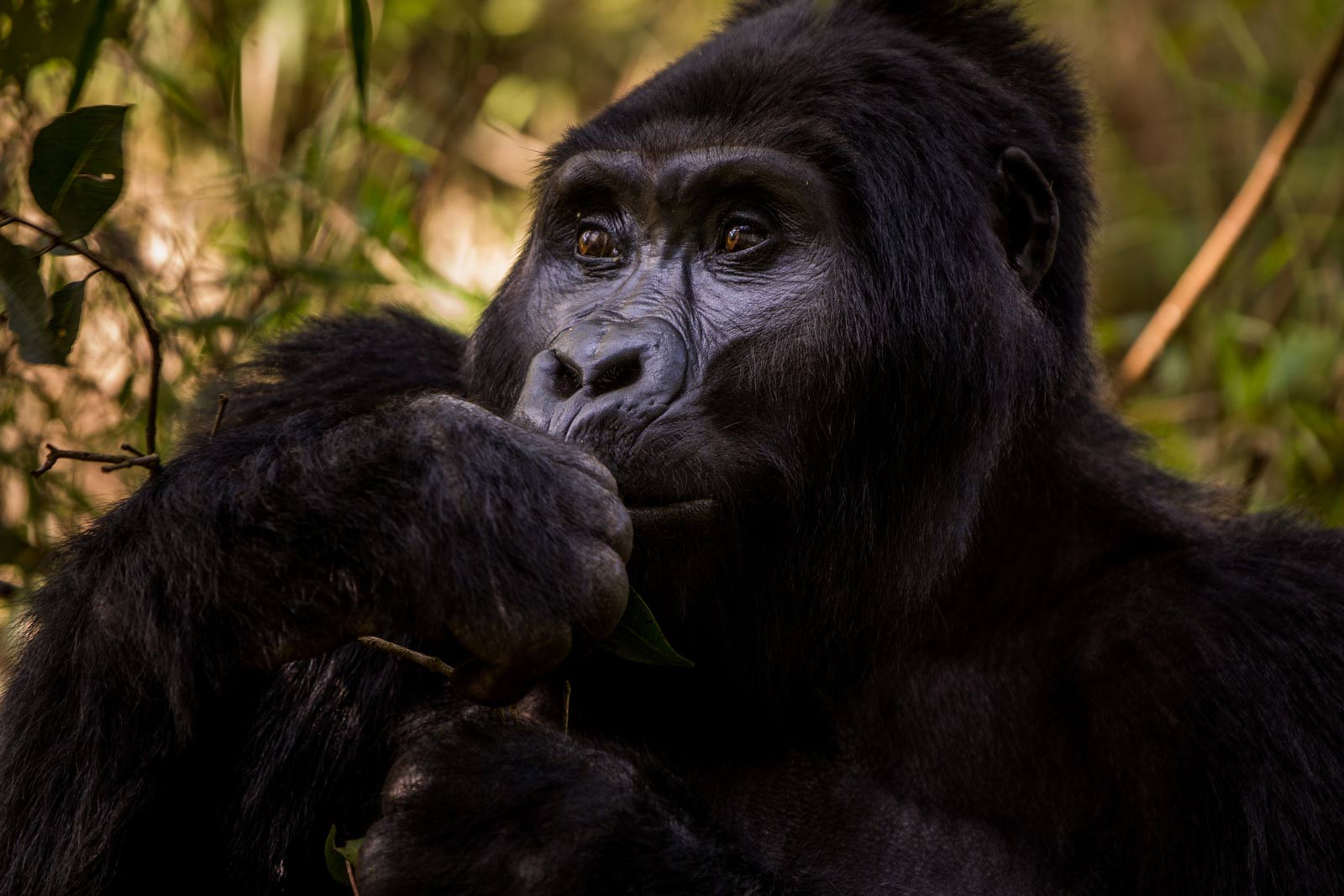 3 day Gorilla Habituation Experience Safari in Bwindi, Uganda