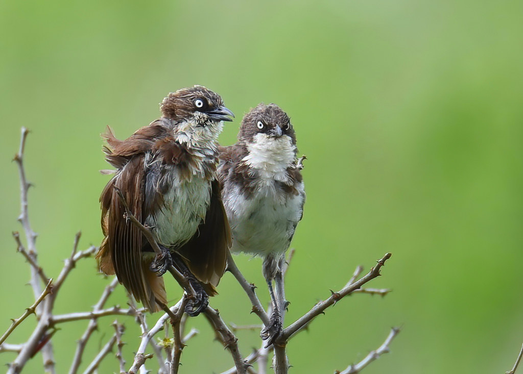 northern Pied-Babbler, Kenya birds