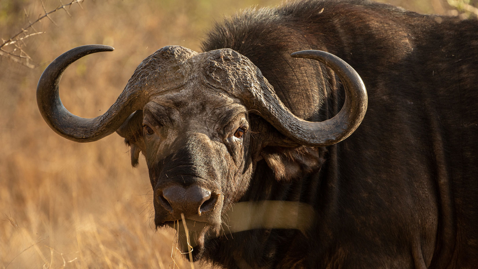 buffalo Meru National