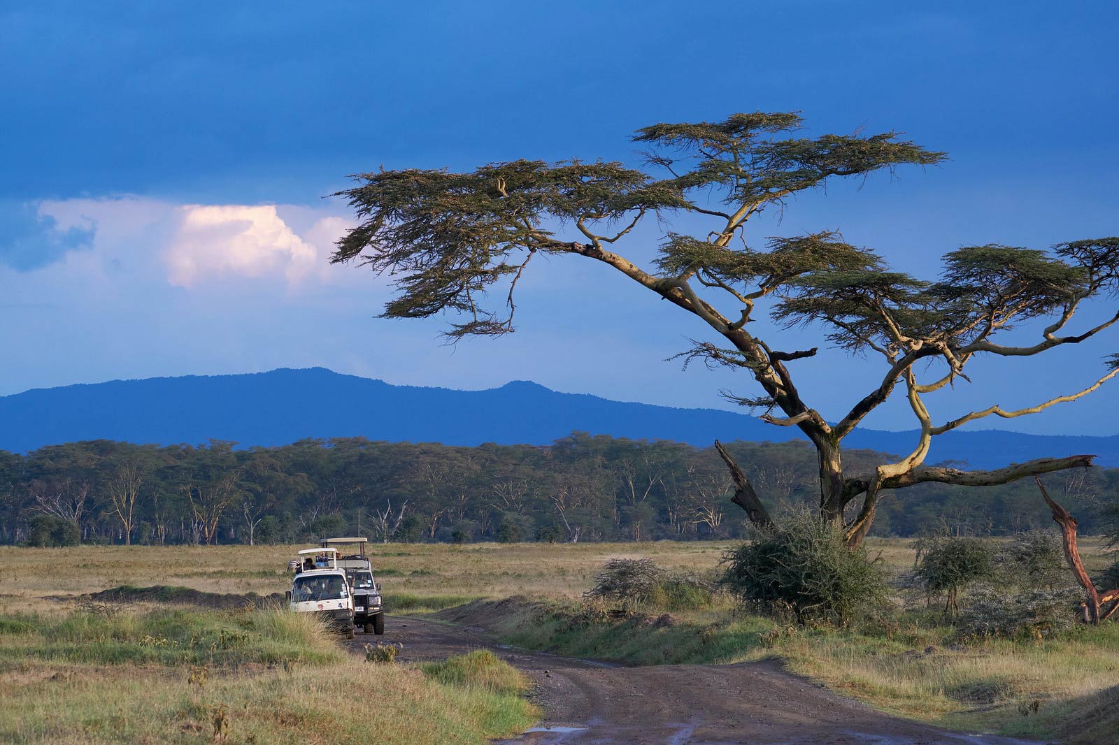 4 Days Wildlife Safari Amboseli, Nakuru, Masai Mara Kenya