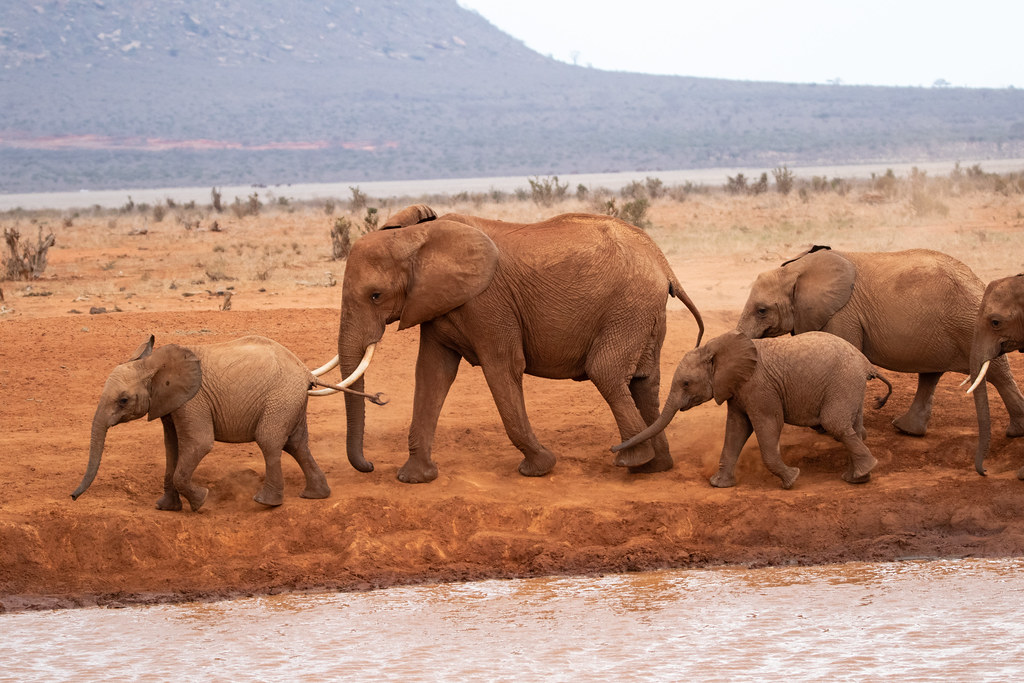 Tsavo elephants